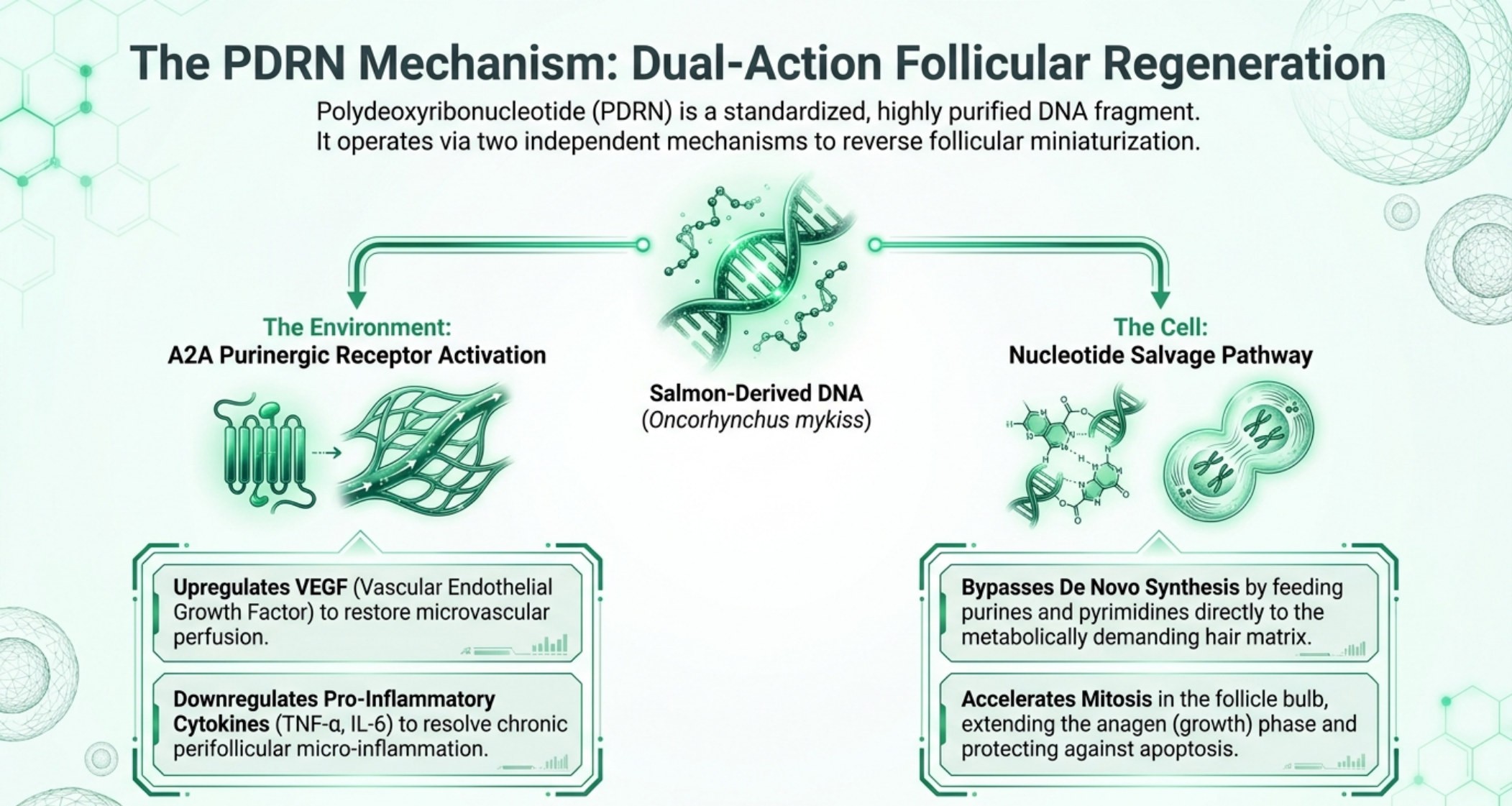 Diagram of the PDRN dual-action mechanism showing A2A purinergic receptor activation in the environment and the nucleotide salvage pathway in the cell